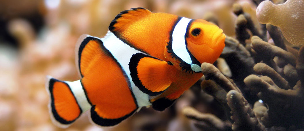 网站攻击软件工具